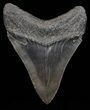 Serrated, Megalodon Tooth - Nice Tip! #55679-2